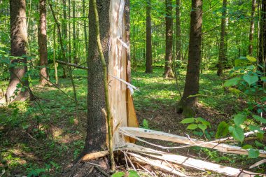 Yıldırım çarptıktan sonra bir ağacı kırmak. Hasarlı bir sandıkla ormanda ladin.