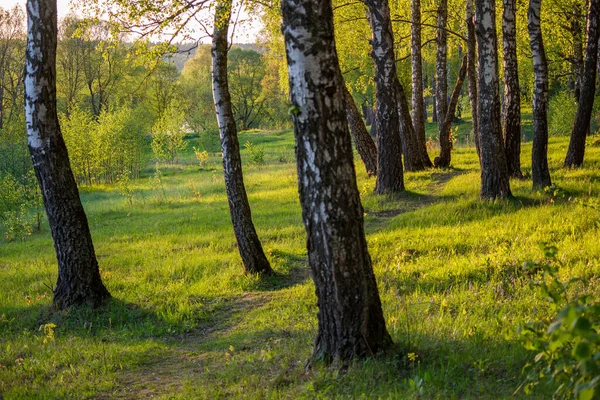 Spring Landscape Sunny Evening Picturesque Birch Grove Green Slope — Stock Photo, Image