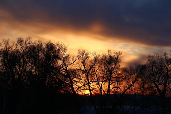 Pôr Sol Colorido Atrás Das Coroas Das Árvores Inverno — Fotografia de Stock