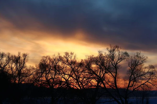 Pôr Sol Colorido Atrás Das Coroas Das Árvores Inverno — Fotografia de Stock