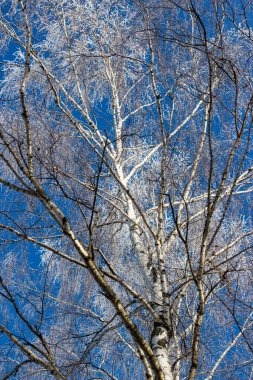 Soğuk bir kış gününde huş ağacının dalları beyaz buzla kaplıdır. Kışın mavi gökyüzünün arka planında ağaçlar, dikey manzara