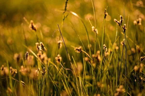 Grass Wild Field Illuminated Sun Picturesque Natural Background Nature Sunset — Stock Photo, Image