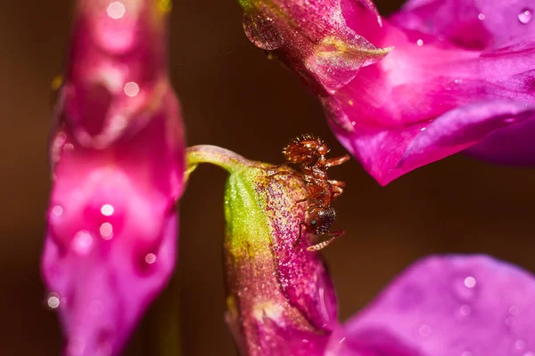 Pequeña Hormiga Jengibre Los Pétalos Púrpura Brillante Planta Vetchling Fabulosa — Foto de Stock