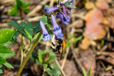 Bumblebee polenleri çiçek açan Corydalis bitkisi yakında, baharda çiçek açar.