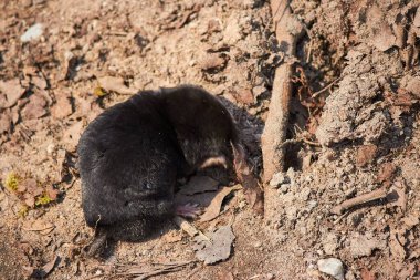 Avrupalı köstebek Talpa Avrupa yeraltındaki deliğine girmeye hazırlanıyor. Avrupa Rusya