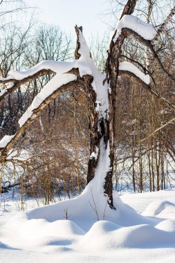 Çatlamış huş ağacı, kar yağdıktan sonra beyaz karla kaplanmış.