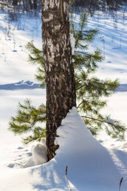 Huş ağacı ve çam ağacı manzaralı kış manzarası. Güneşli bir günde saf kar.