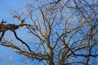 Kış ayazında ağaçların çıplak dalları mavi gökyüzünün arka planına karşı. Ormana bakıyorum.