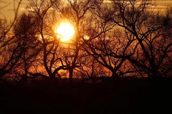 Sol Brilhante Pôr Sol Através Das Silhuetas Das Árvores Bela — Fotografia de Stock