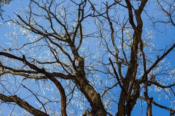 Gołe Gałęzie Drzew Zimie Mróz Tle Błękitnego Nieba Spoglądając Las — Zdjęcie stockowe