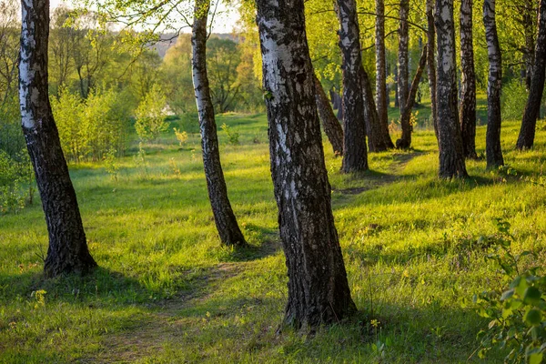 Picturesque Birch Grove Green Slope Spring Landscape Sunny Evening — Stock Photo, Image