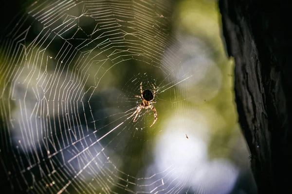 Stor Spindel Mitt Ett Spindelnät Skogen — Stockfoto