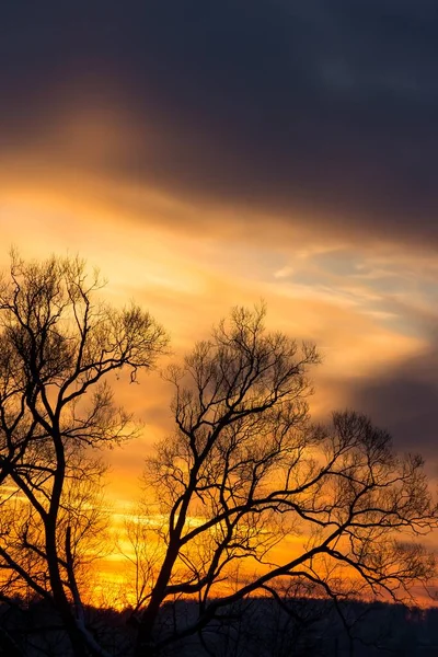 Pôr Sol Colorido Atrás Das Coroas Das Árvores Inverno Vista — Fotografia de Stock