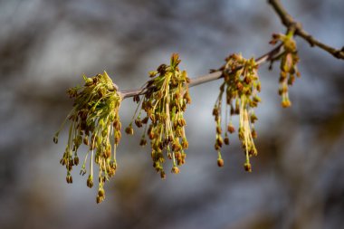 Kül yapraklı akçaağaç (kutu büyüğü, boxelder akçaağaç, Manitoba akçaağaç, Acer negundo) enfeksiyonları - Rusya ve Avrupa 'da istilacı türler
