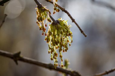 Kül yapraklı akçaağaç (kutu büyüğü, boxelder akçaağaç, Manitoba akçaağaç, Acer negundo) enfeksiyonları - Rusya ve Avrupa 'da istilacı türler
