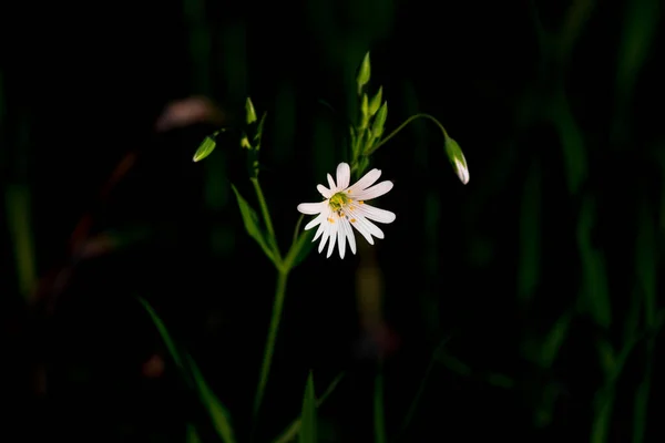 Weiße Blütenblätter Einer Großen Rabelera Holostea Pflanze Auf Dunklem Hintergrund — Stockfoto