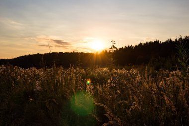 Yazın, günbatımının arkaplanına karşı vahşi tarlalar.