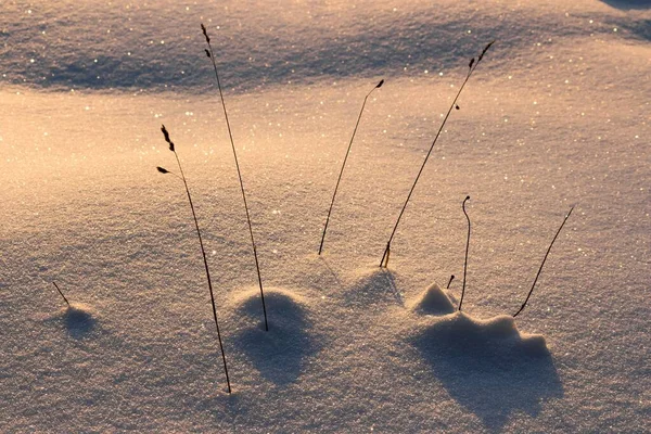 Ξηρές Λεπίδες Από Γρασίδι Που Προεξέχουν Από Λαμπερό Χιόνι Ηλιοβασίλεμα — Φωτογραφία Αρχείου