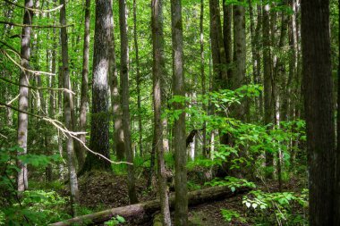 Bir Mayıs günü, karışık bir ormanda çalılıklar