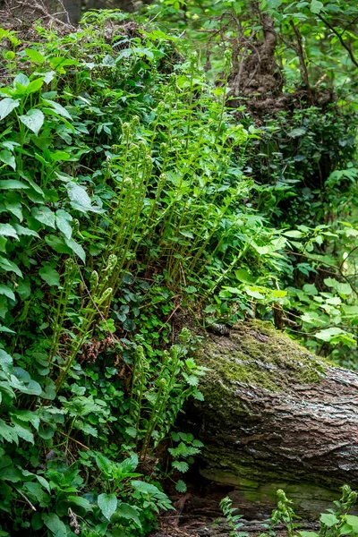 Växter Och Ormbunkar Som Växer Ett Fallen Träds Kupol Dras — Stockfoto