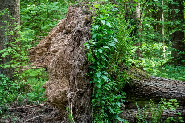 Umgestürzte Große Fichte Nach Windstoß Die Wurzeln Des Baumes Sind — Stockfoto