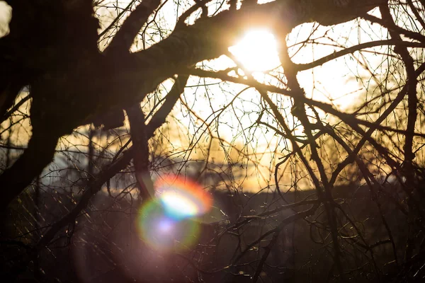 Luz Solar Brilho Através Galhos Árvores Fundo Macio — Fotografia de Stock