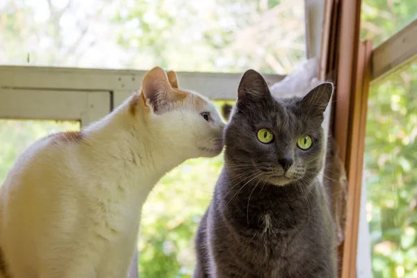 Genç Bir Kedi Gri Bir Kedinin Kulağına Eğildi Kedi Şaşırmış — Stok fotoğraf
