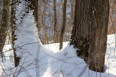 Beyaz tüylü karla kaplı orman, parkta iki ağaç arasında kar.