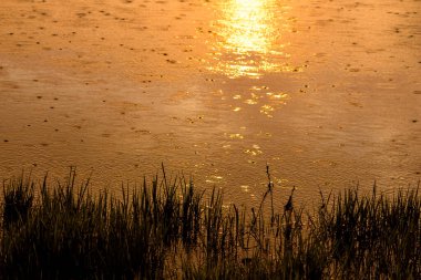 Gün batımında yağmurdan akan nehir suyunda daireler, çalılıklardaki rezervuarın güzel bir manzarası.