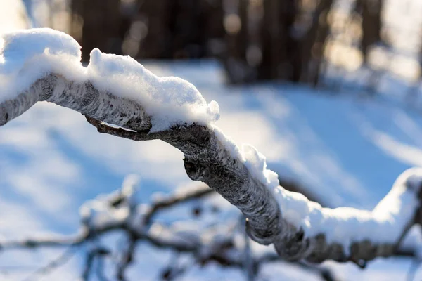 Winterhintergrund Mit Blick Auf Eine Schneeschicht Auf Einem Ast — Stockfoto