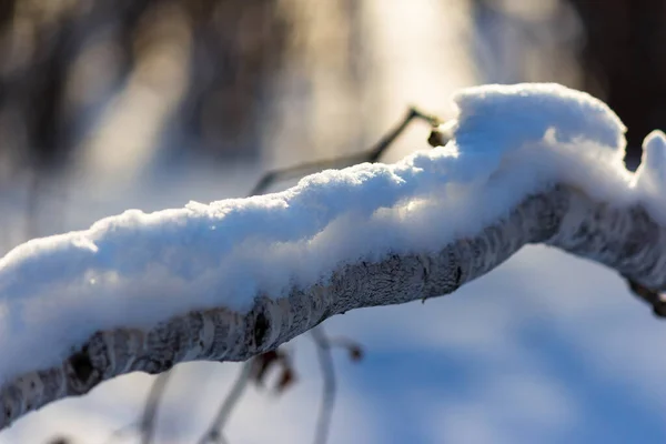 Téli Háttér Kilátással Egy Réteg Egy Faágon — Stock Fotó