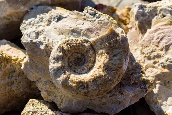 The shell of the fossil nautiloidea is the lower section of the Carboniferous period. Search for fossils in a limestone quarry. Kaluzhskiy region, Russia