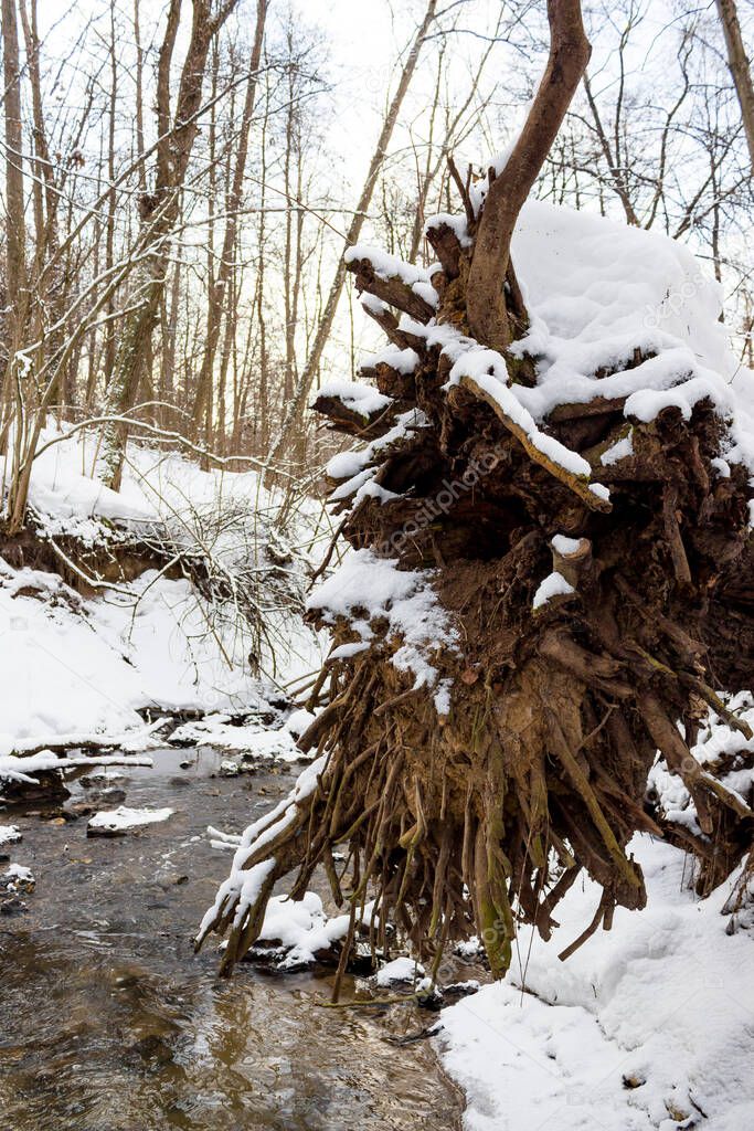 Roots of a fallen tree on the background of a picturesque stream in a winter forest, vertical view