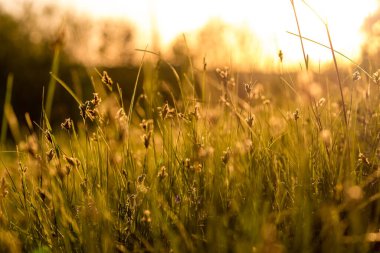 Güneşin aydınlattığı vahşi bir tarlada çimen. Resmedilmeye değer doğal arka plan. Doğa gün batımında