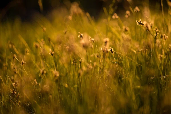 Rozmazané Pozadí Trávou Divokém Poli — Stock fotografie