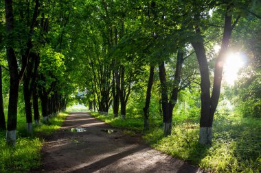 Gün batımında resimli akçaağaç yolu