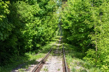Railroad tracks passing through beautiful thickets in a forest area
