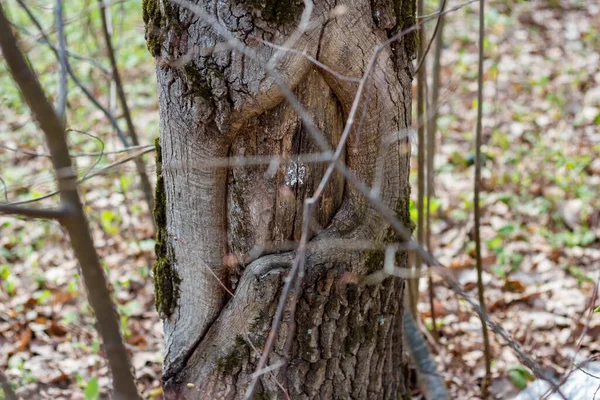 내다볼 수있는 눈처럼 나무줄기의 — 스톡 사진