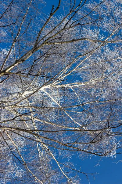 Zweige Einer Birkenkrone Die Einem Frostigen Wintertag Mit Weißem Reif — Stockfoto