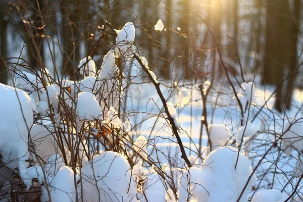 Καθαρό Λευκό Χιόνι Φωτίζεται Από Ηλιαχτίδες Βρίσκεται Στους Θάμνους Όμορφο — Φωτογραφία Αρχείου