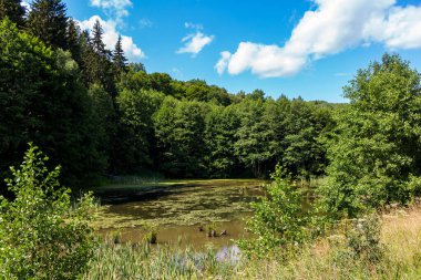 Resmedilmeye değer ıssız bir bölgede bataklık gibi eski bir gölet.