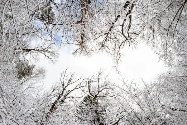 Вид Закрывающихся Ветвей Деревьев Зимнем Лесу Эффект Рыбьего Глаза — стоковое фото