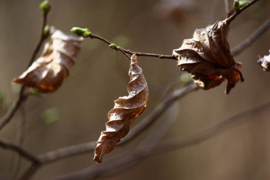 Ağacın dallarında eski kuru yapraklar ve yeni tomurcuklar. Doğada yenilenme