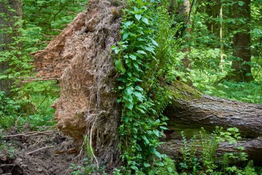 Ağacın kökleri tam olarak yarısı bitki örtüsüyle kaplı. Ters dönmüş bitkiler güneşe doğru uzanıyor. Rüzgardan sonra düşen büyük ladin