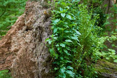 Ağacın kökleri tam olarak yarısı bitki örtüsüyle kaplı. Ters dönmüş bitkiler güneşe doğru uzanıyor. Rüzgardan sonra düşen büyük ladin