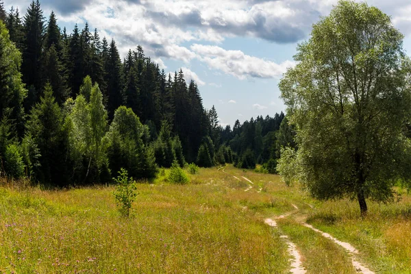 Wild Fields Coniferous Forests Country Road Rural Scenic Area Zhukovsky — Stock Photo, Image