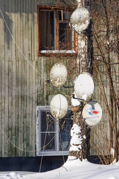 Satelitní Mísy Namontované Jednom Stromě Tricolor Rusko Únor 2021 — Stock fotografie