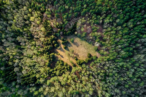 Blick Auf Eine Lichtung Einem Mischwald Aus Großer Höhe Die — Stockfoto