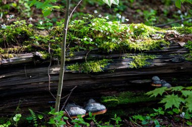 Oksalis bitkisiyle kaplanmış eski bir ağacın gövdesinde, orman arka planında yatıyor.