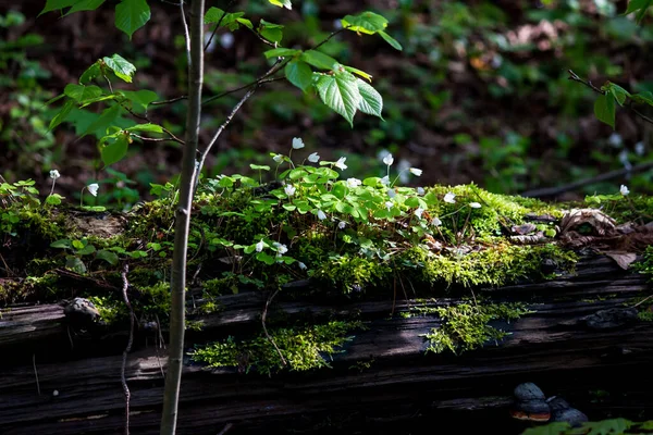 Ligger Skogen Stammen Ett Gammalt Träd Överväxt Med Oxalis Växt — Stockfoto